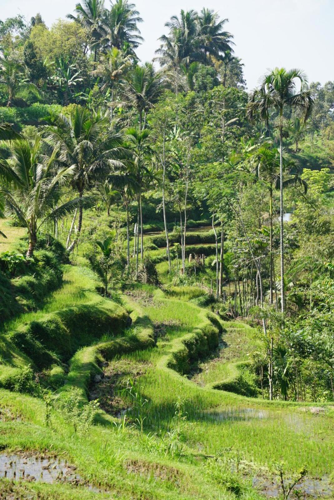 Tetebatu Indah Homestay Экстерьер фото