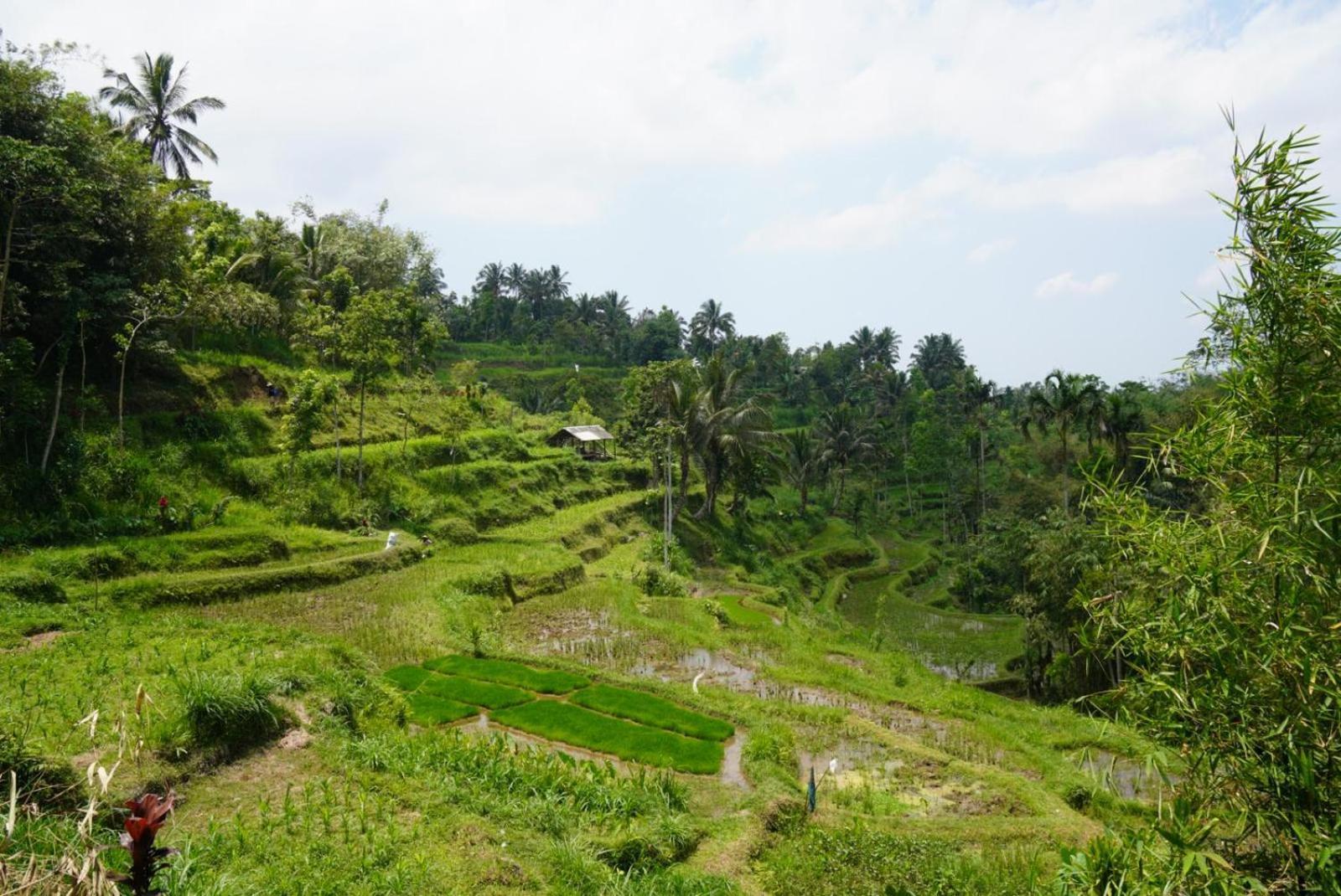 Tetebatu Indah Homestay Экстерьер фото